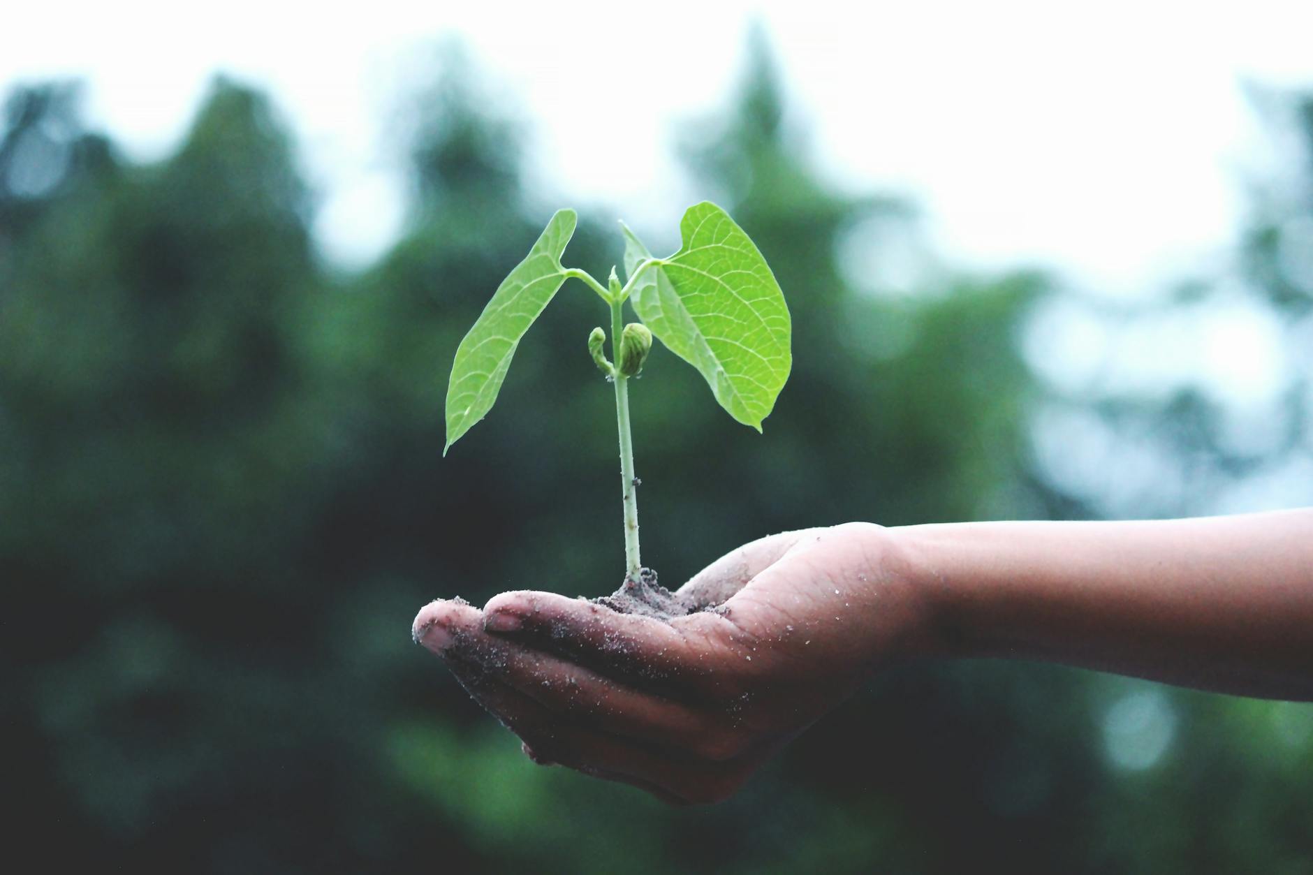 Mastering the Art of Forecasting Growth Rates for Fair Value Estimation